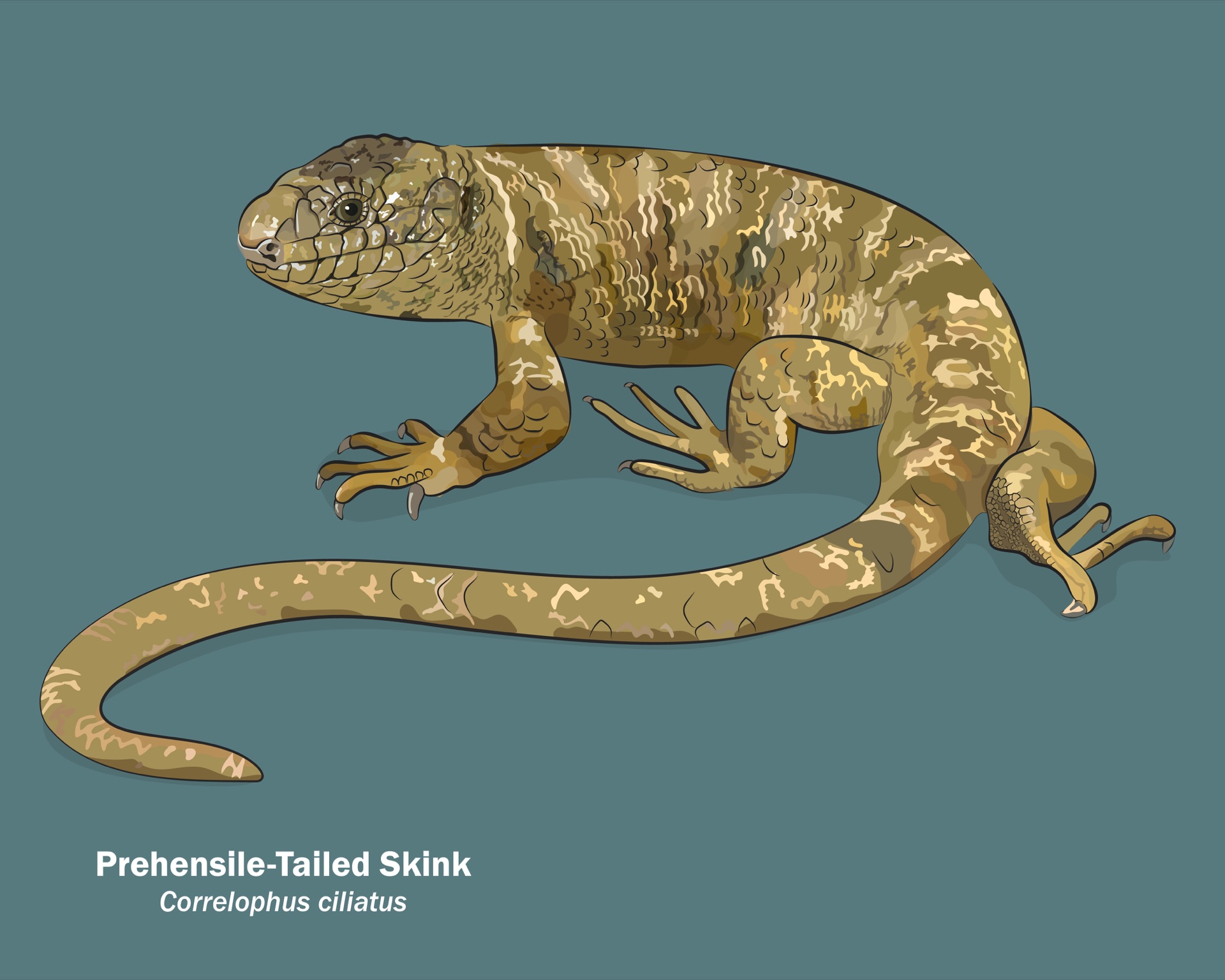 Prehensile-tailed Skink